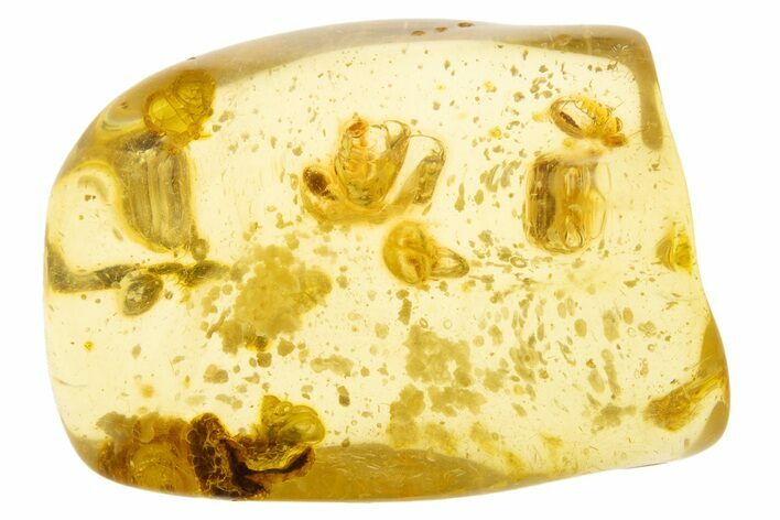 Polished Colombian Copal ( g) - Contains Termites! #331656
